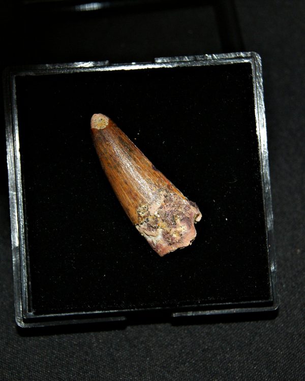 SONY DSC Diente de Spinosaurus aegyptiacus