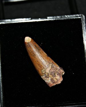 Diente de Spinosaurus aegyptiacus