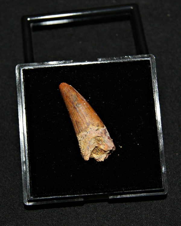 SONY DSC Diente de Spinosaurus aegyptiacus