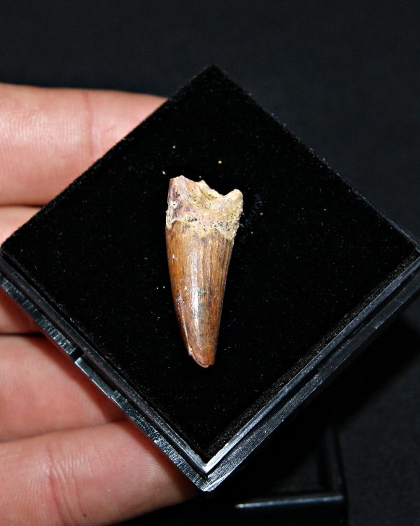 SONY DSC Diente de Spinosaurus aegyptiacus