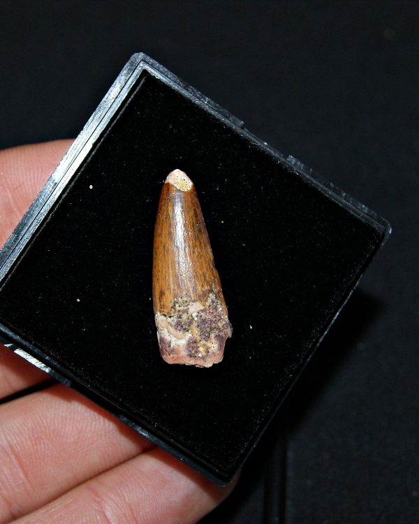 SONY DSC Diente de Spinosaurus aegyptiacus