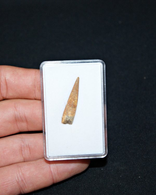 Siroccopteryx pterosaurio