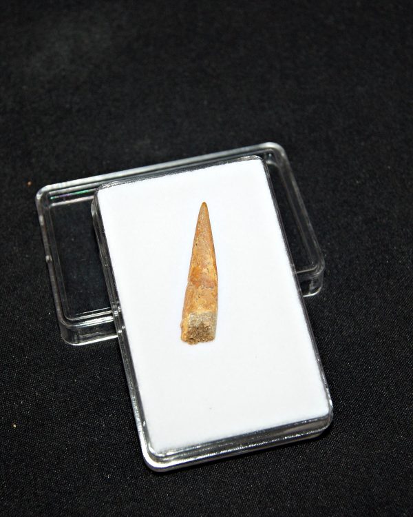 Siroccopteryx pterosaurio