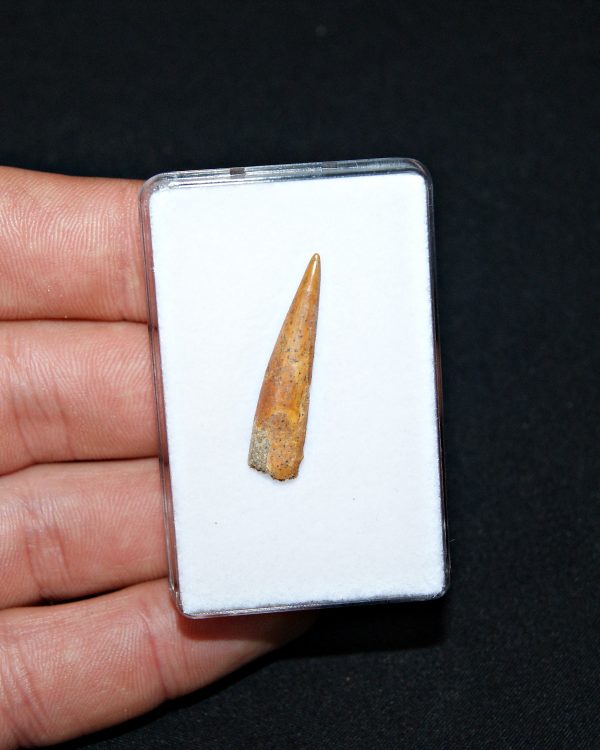 Siroccopteryx pterosaurio