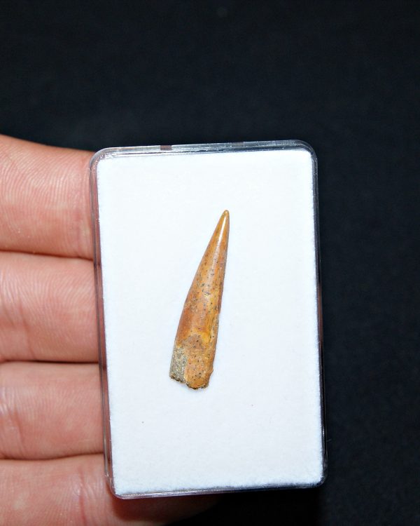 Siroccopteryx pterosaurio