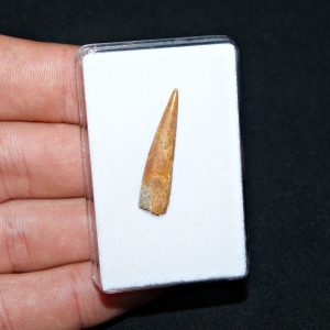 Siroccopteryx pterosaurio