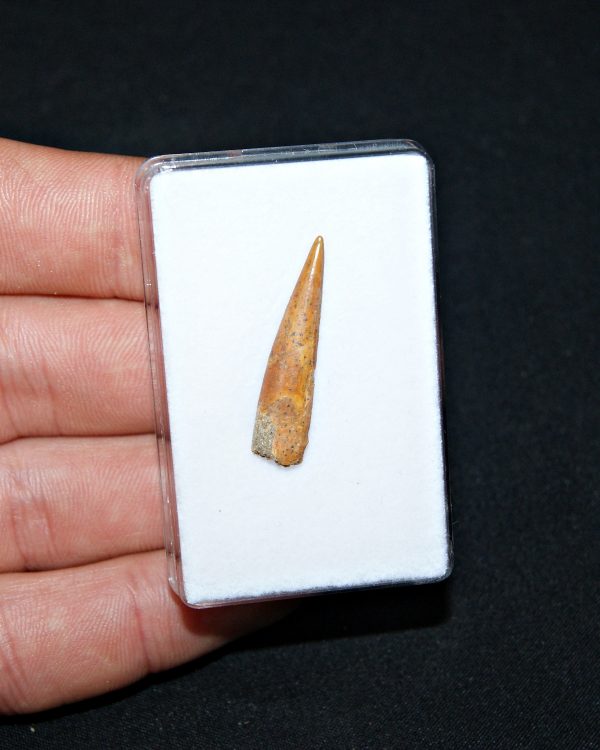 Siroccopteryx pterosaurio