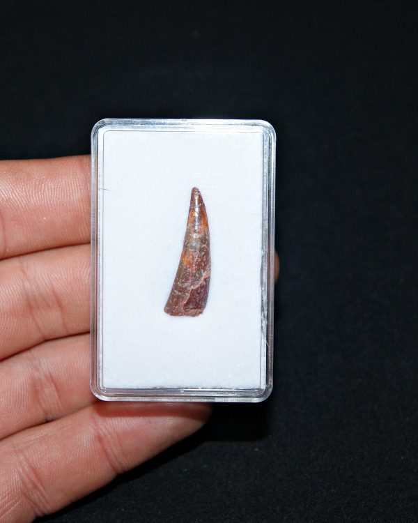 Siroccopteryx pterosaurio