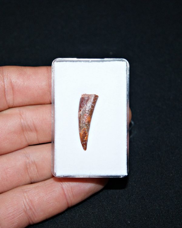 Siroccopteryx pterosaurio