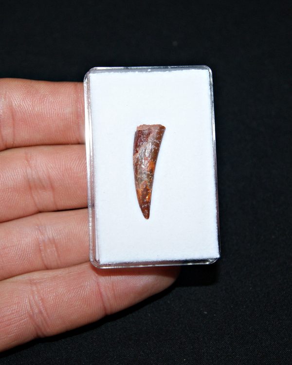 Siroccopteryx pterosaurio