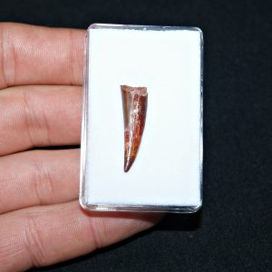 Siroccopteryx pterosaurio