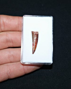 Siroccopteryx pterosaurio