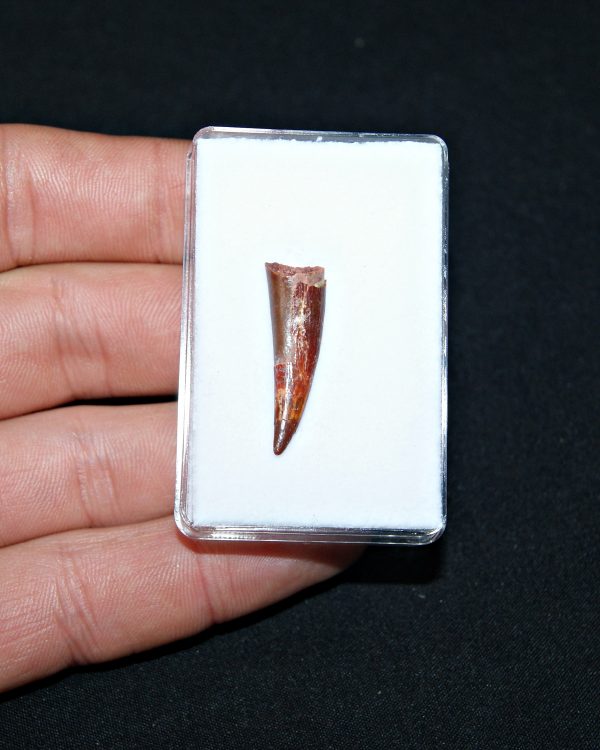 Siroccopteryx pterosaurio