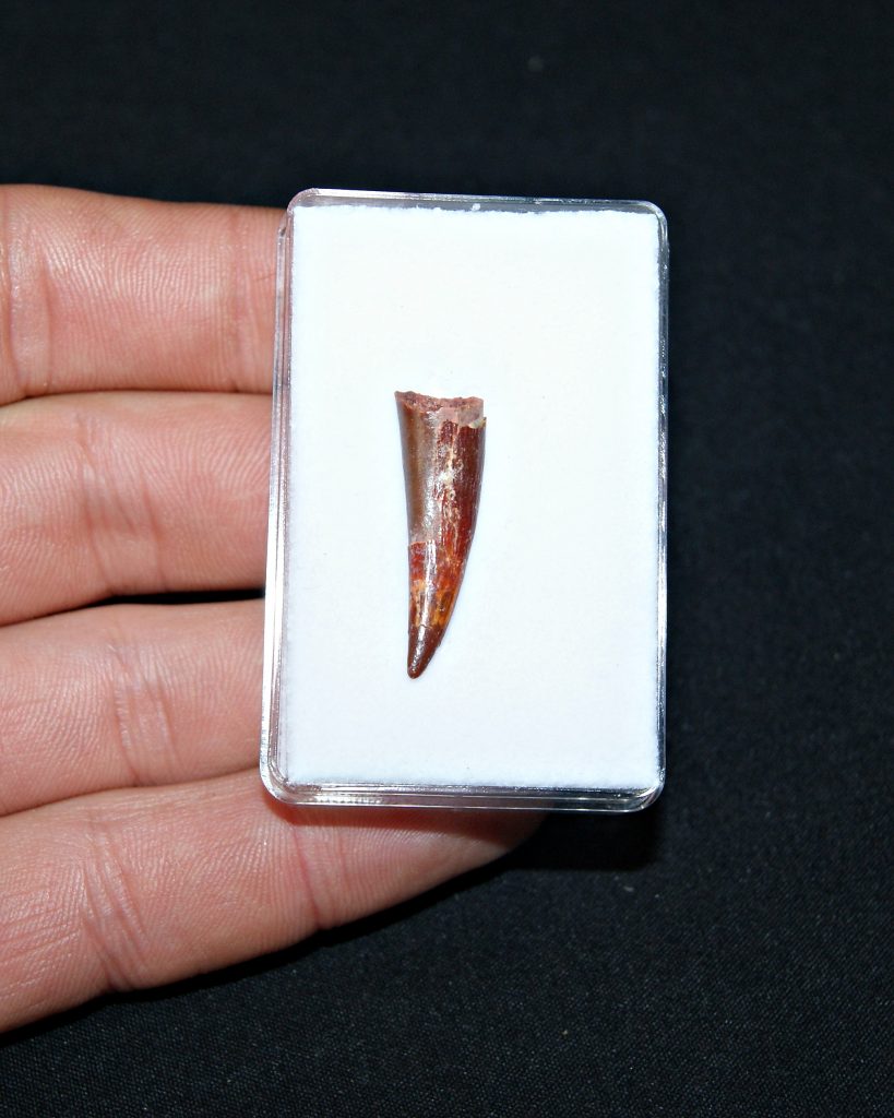 Siroccopteryx pterosaurio