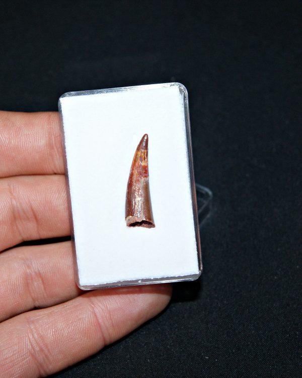 Siroccopteryx pterosaurio