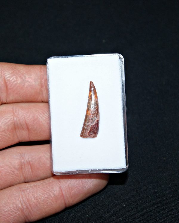 Siroccopteryx pterosaurio