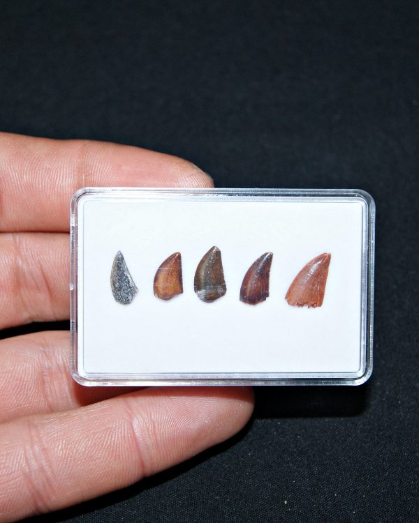 Colección de dientes de raptor