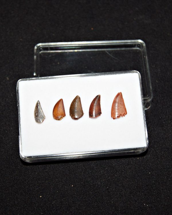 Colección de dientes de raptor