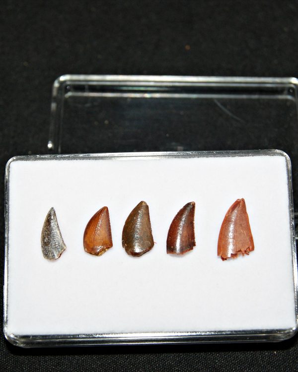 Colección de dientes de raptor