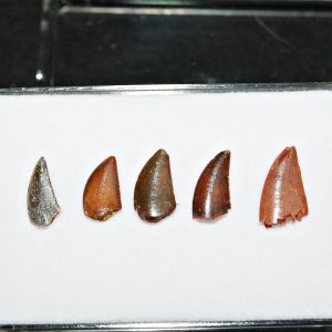 Colección de dientes de raptor