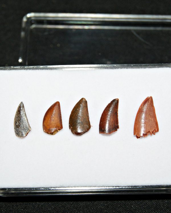 Colección de dientes de raptor