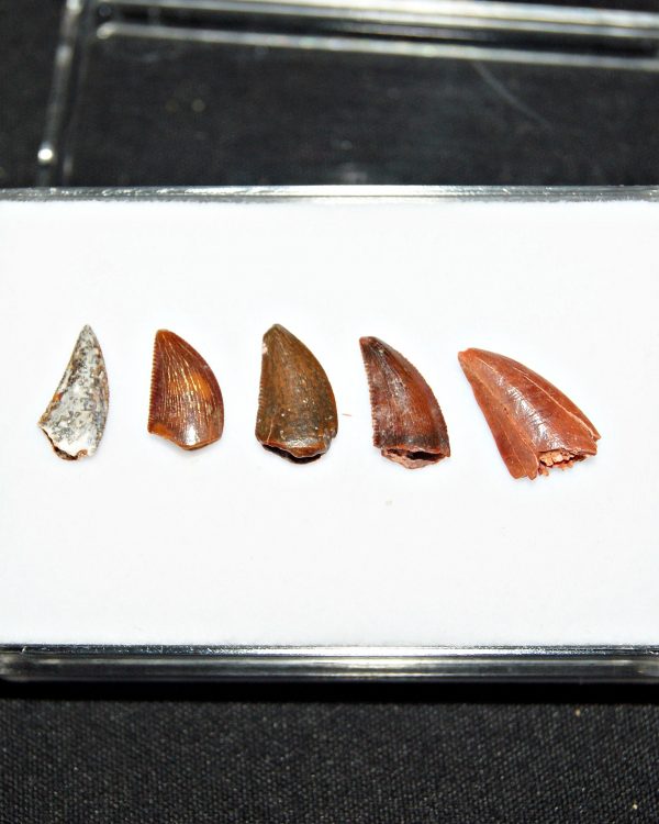 Colección de dientes de raptor