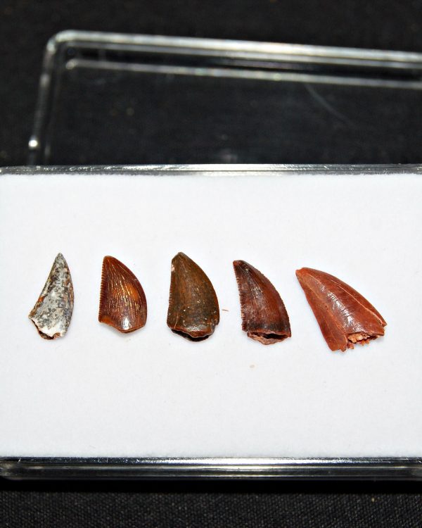 Colección de dientes de raptor