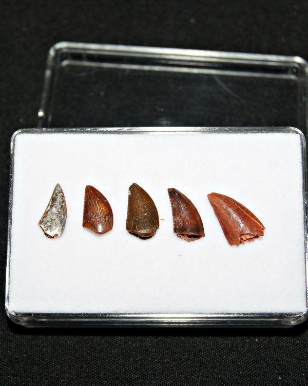 Colección de dientes de raptor