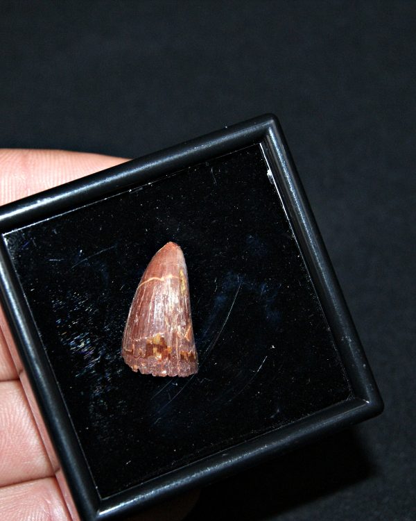 SONY DSC Diente de Elosuchus cheferensis