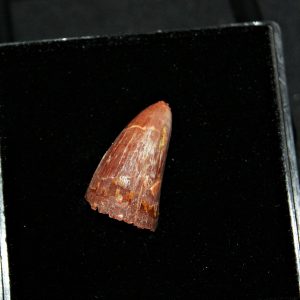 Diente de Elosuchus cheferensis