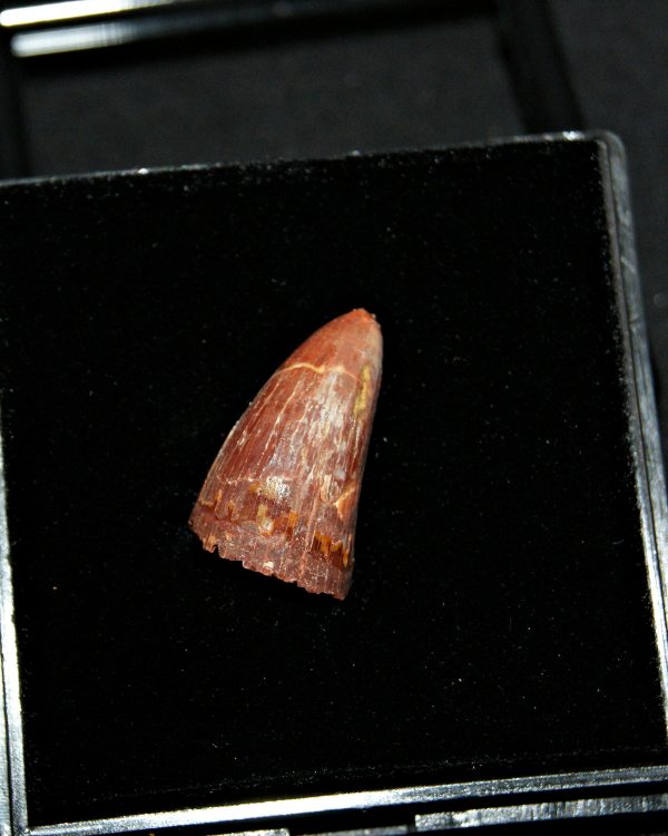 SONY DSC Diente de Elosuchus cheferensis