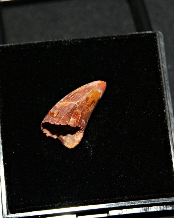 SONY DSC Diente de Elosuchus cheferensis