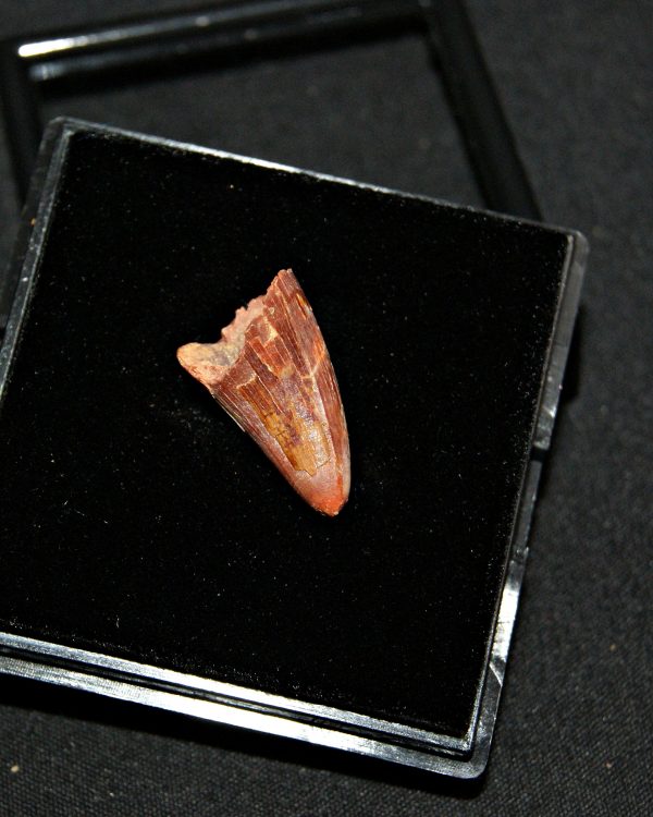 SONY DSC Diente de Elosuchus cheferensis