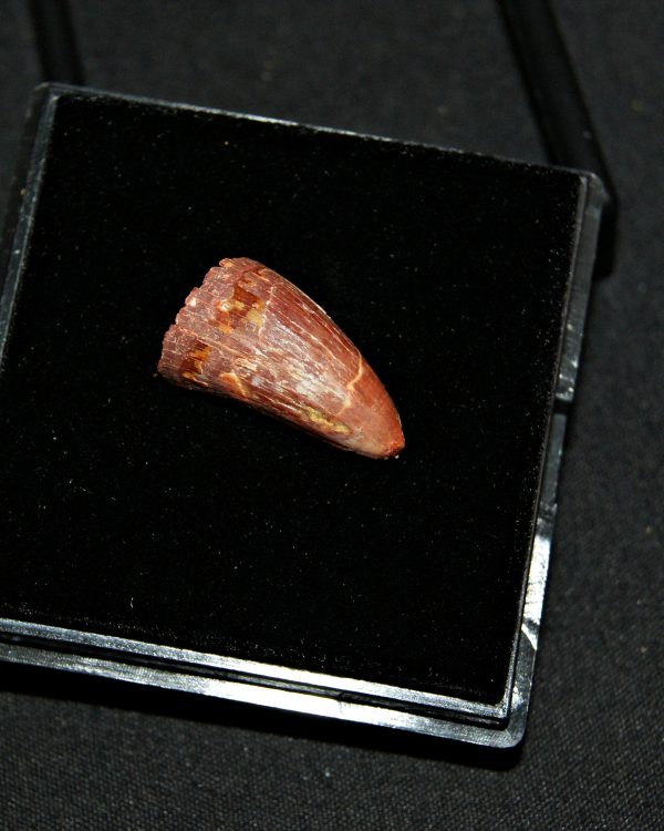 SONY DSC Diente de Elosuchus cheferensis