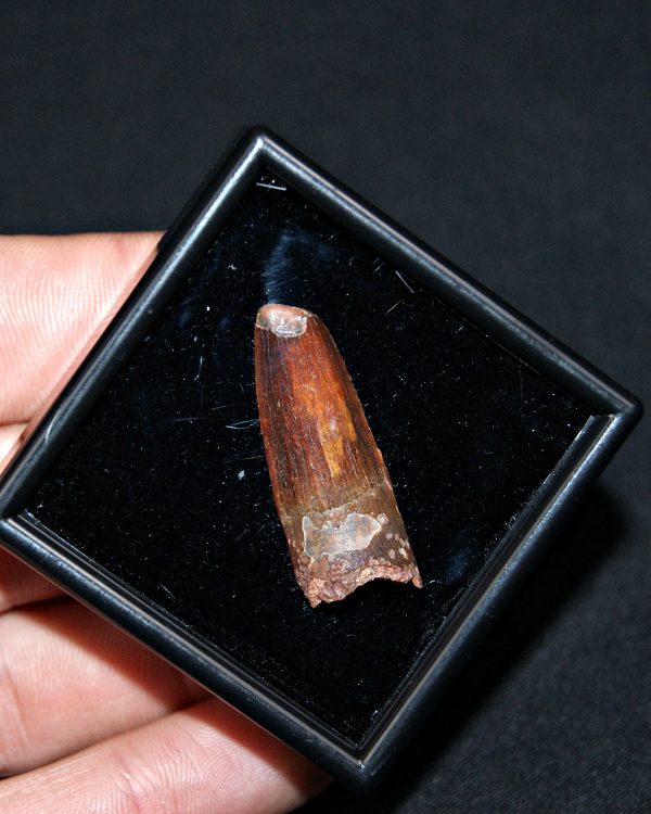 SONY DSC Diente de Spinosaurus