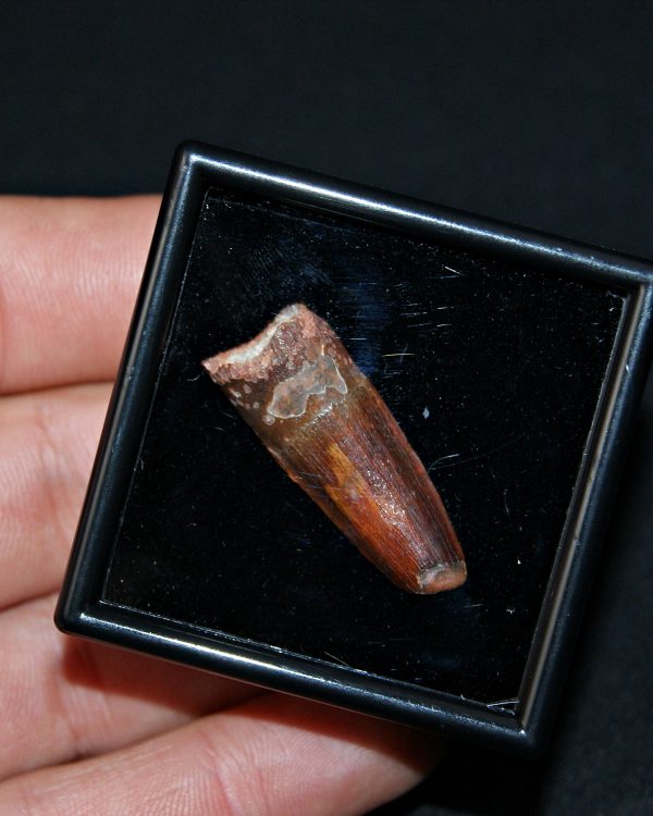 SONY DSC Diente de Spinosaurus