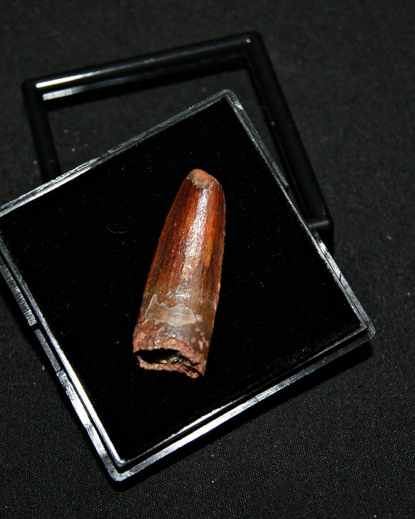 SONY DSC Diente de Spinosaurus