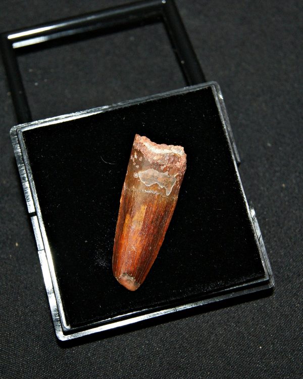 SONY DSC Diente de Spinosaurus