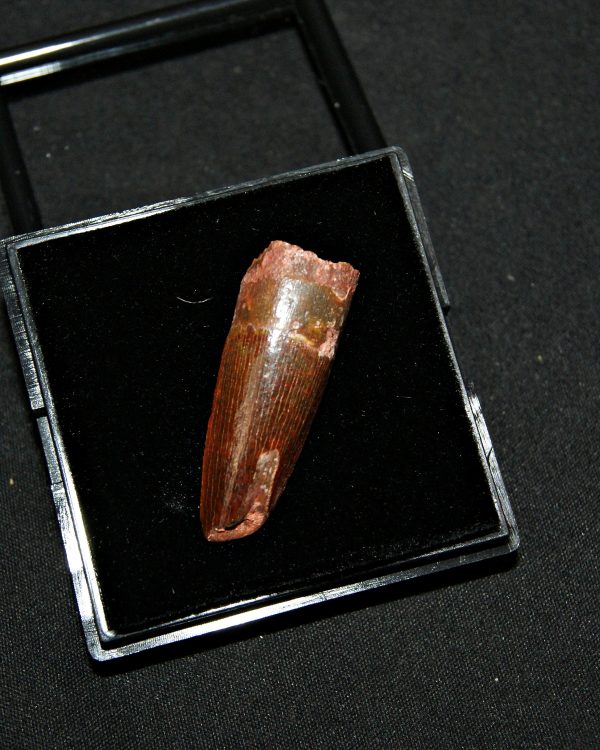 SONY DSC Diente de Spinosaurus