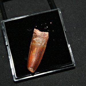 Diente de Spinosaurus