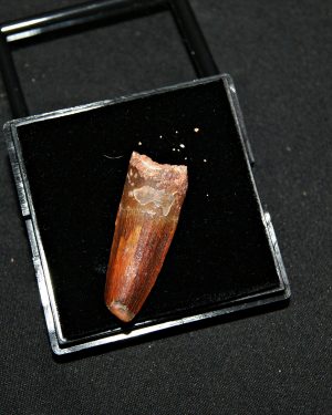 Diente de Spinosaurus