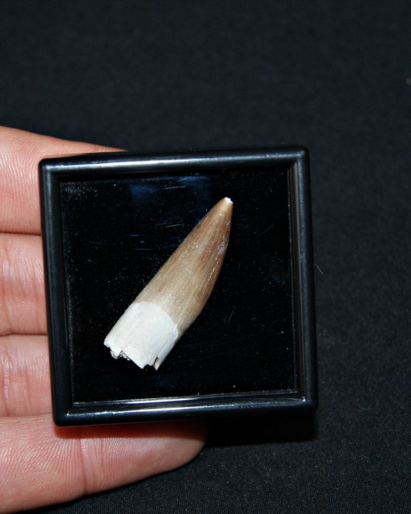 SONY DSC Diente de Plesiosaurus