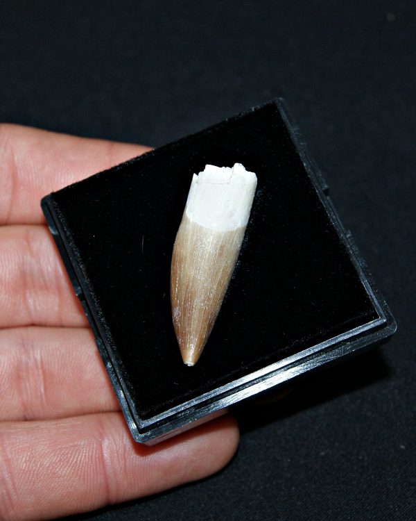 SONY DSC Diente de Plesiosaurus