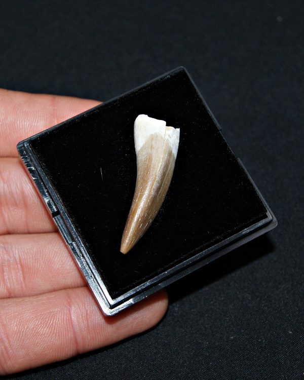 SONY DSC Diente de Plesiosaurus