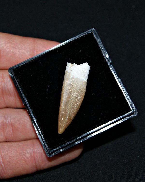 SONY DSC Diente de Plesiosaurus