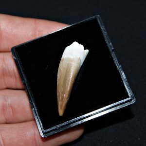 Diente de Plesiosaurus