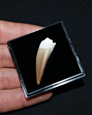 Diente de Plesiosaurus