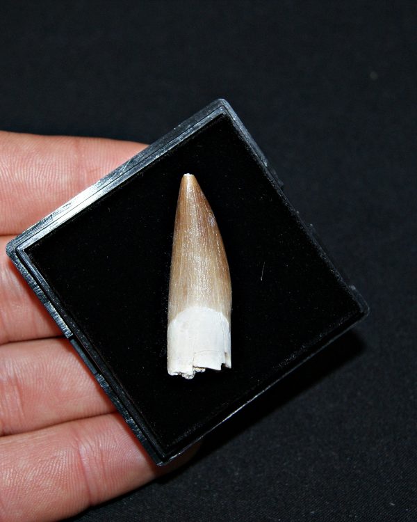 SONY DSC Diente de Plesiosaurus