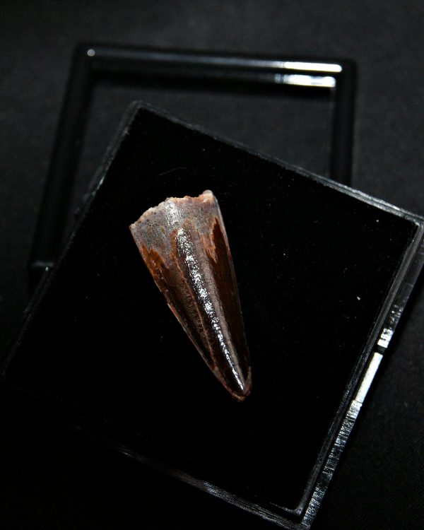 Diente de Spinosaurus aegyptiacus