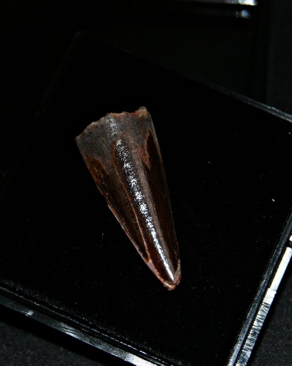 Diente de Spinosaurus aegyptiacus